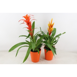 arr3 BS - Ker. pot oranje x6