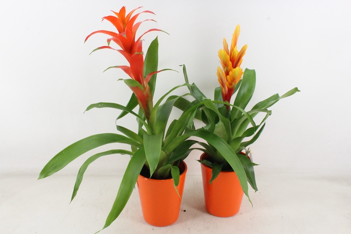 <h4>arr3 BS - Ker. pot oranje x6</h4>
