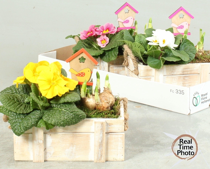 <h4>ARR TUINPLANTEN</h4>