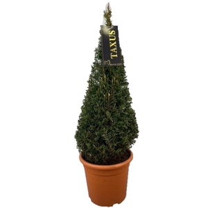 Taxus baccata