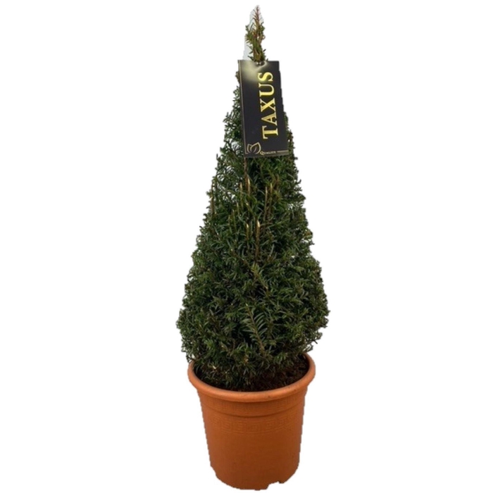 <h4>Taxus baccata</h4>