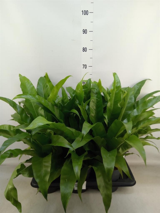 <h4>Asplenium antiquum</h4>