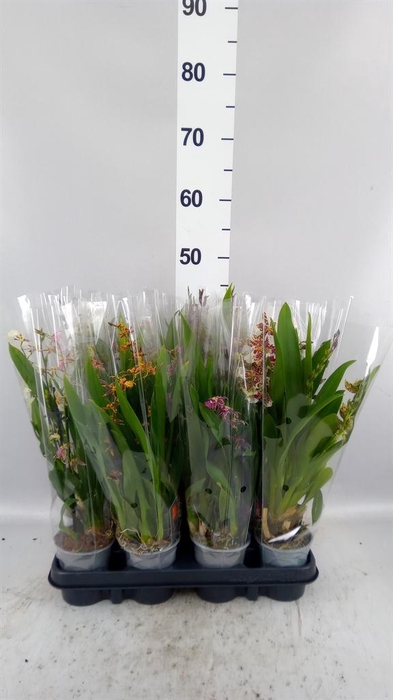 <h4>Orchideeen   ...mix</h4>