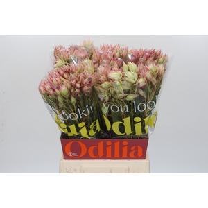 Blushing Bride Pink 6/9 Flowers