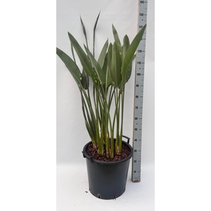 STRELITZIA REGIN BL