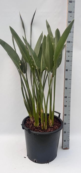 <h4>STRELITZIA REGIN BL</h4>
