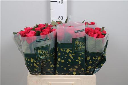 <h4>R Gr Tacazzi+</h4>