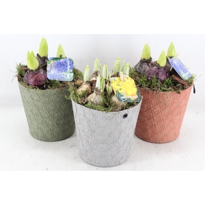 arr4 Bollenmix MB - Oracle pot 236/6