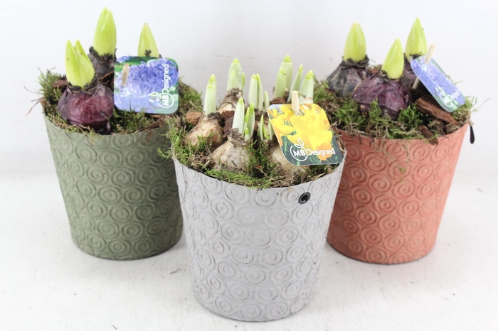 <h4>arr4 Bollenmix MB - Oracle pot 236/6</h4>