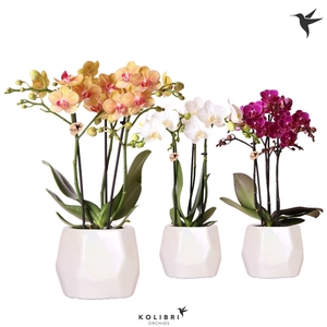 Kolibri Orchids Phalaenopsis mix 3 spike mix in Pearl travertin