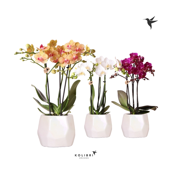 <h4>Kolibri Orchids Phalaenopsis mix 3 spike mix in Pearl travertin</h4>