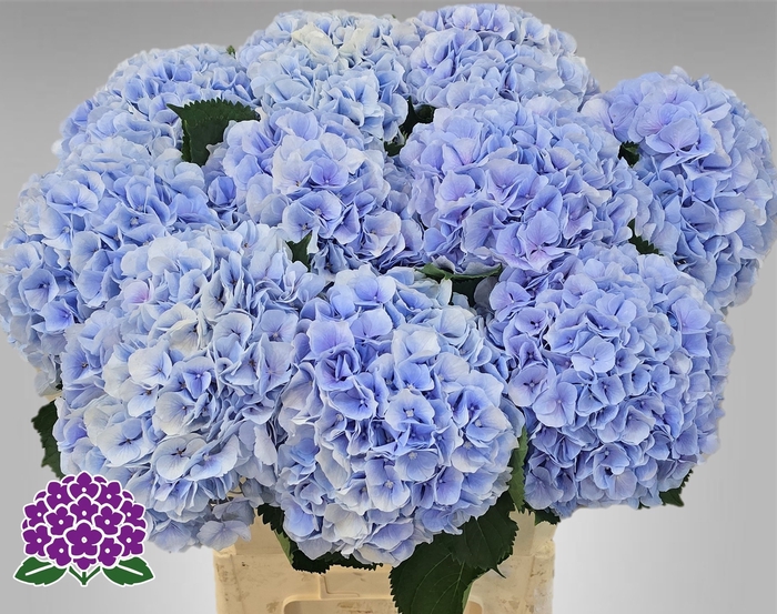 <h4>HYDR M CH VERENA BL</h4>