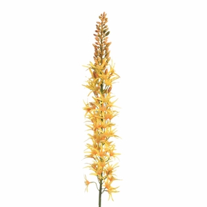 Af Eremurus 109cm Yellow