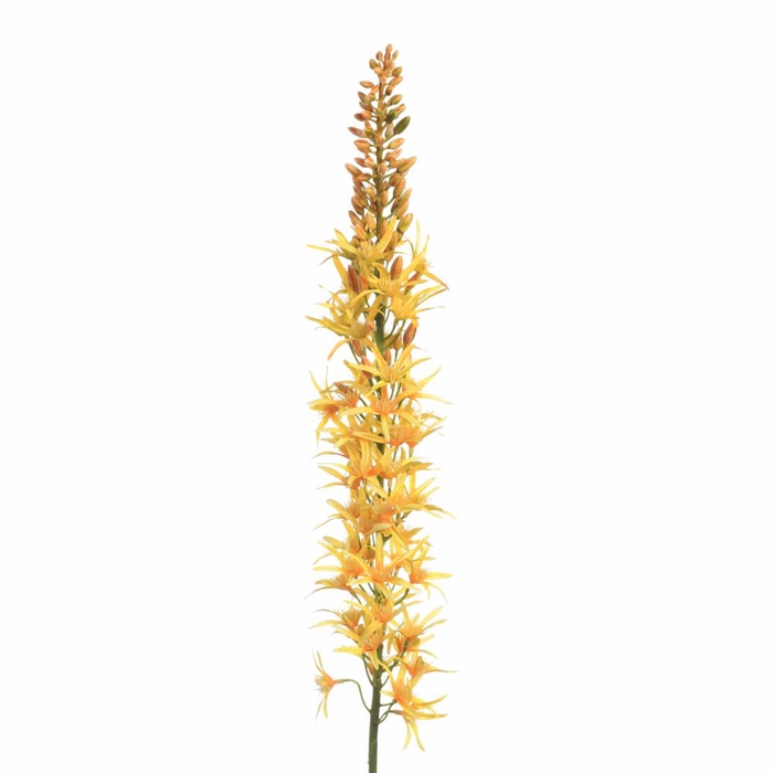 <h4>Af Eremurus 109cm Yellow</h4>