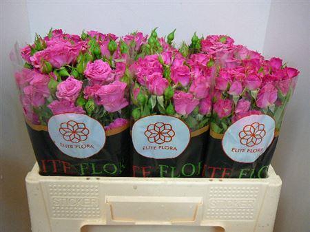 <h4>R Tr Lianne</h4>