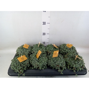 Pilea glaucophylla 'Greyzy'