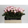Paeonia Lact. Reine Hortense