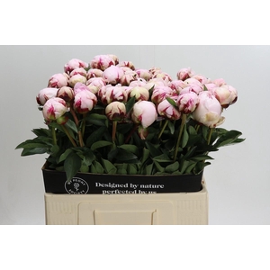 Paeonia Lact. Reine Hortense