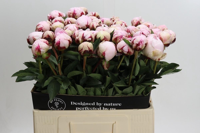 <h4>Paeonia Reine Hortense</h4>