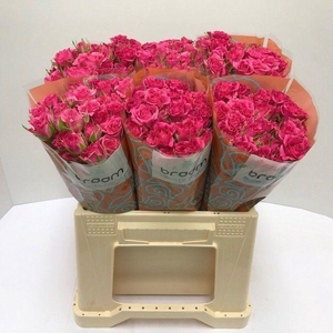 Rosa TR 'Lianne' BRAAM