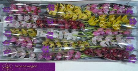 <h4>Cymb Mi Gem</h4>