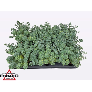 Sedum sieboldii Mediovariegatum