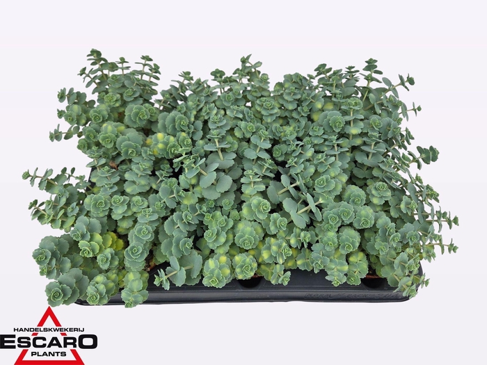 <h4>Sedum sieboldii Mediovariegatum</h4>
