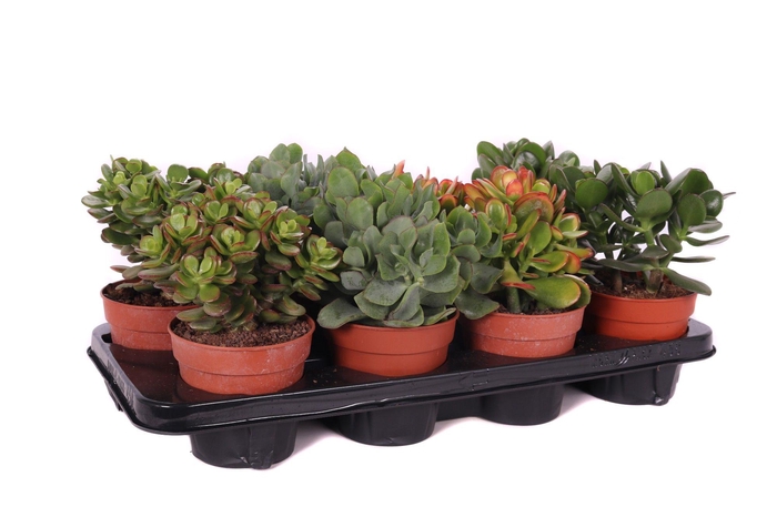 <h4>Crassula mix canarias 12 cm</h4>