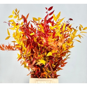Ruscus Preserved Autumn