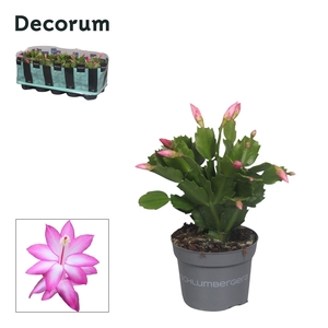 Schlumbergera - 10,5 cm - Purple (Purple Dancer) - Decorum
