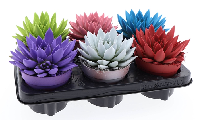 <h4>Echeveria  'Miranda'</h4>