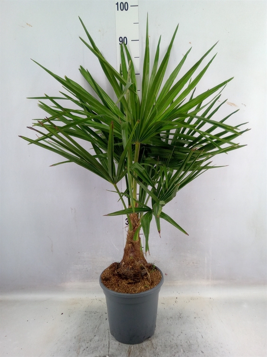 <h4>Trachycarpus fortunei</h4>