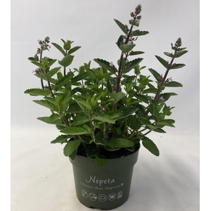 Nepeta Wild Orchid
