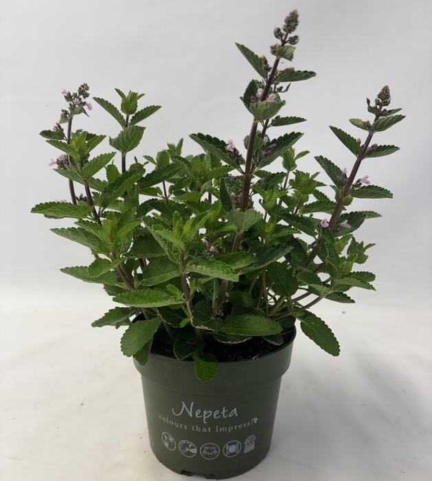 <h4>Nepeta Wild Orchid</h4>