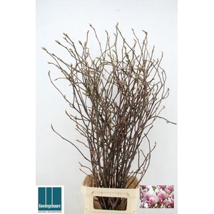 MAGNOLIA GRANDIFLORA X9