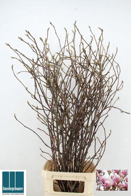 <h4>MAGNOLIA GRANDIFLORA X9</h4>