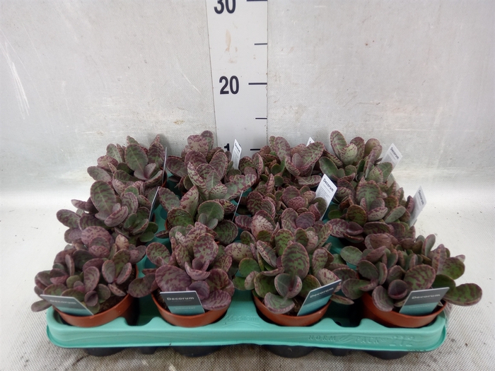 <h4>Kalanchoe NF marmorata 'Partridge'</h4>