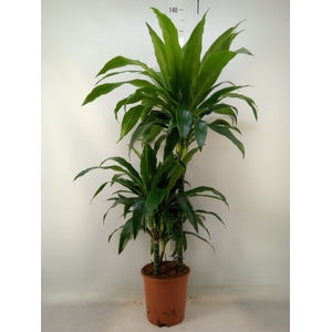 Dracaena frag. 'Janet Craig'