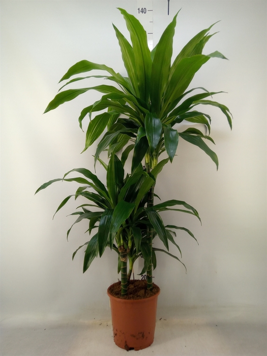 <h4>Dracaena frag. 'Janet Craig'</h4>