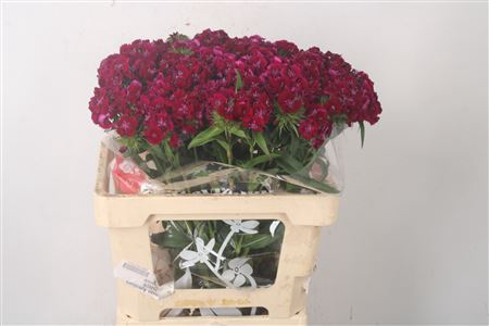 <h4>Di Barb Sweet Will Purple</h4>