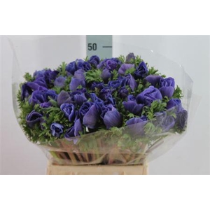 Anemone Mistral Super Blue