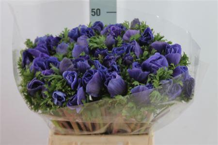 <h4>Anemone Mistral Super Blue</h4>