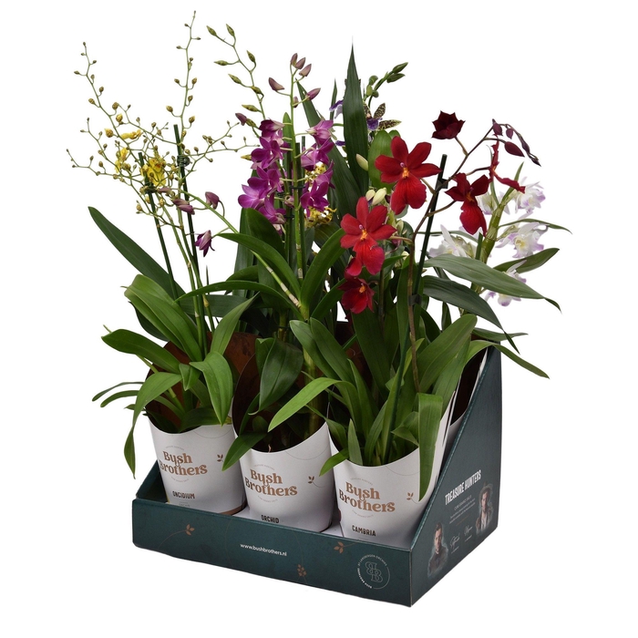<h4>Orchideeën mix 2 tak in Bush Brothers showdoos met potcover</h4>