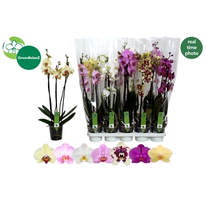 PHAL GEM 7 KL