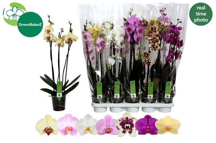 <h4>PHAL GEM 7 KL</h4>