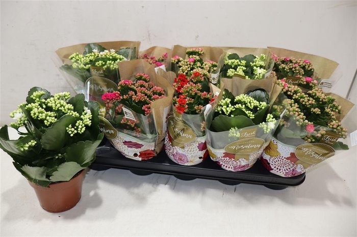 <h4>Kal Ge Ro Gem 4 Kl</h4>