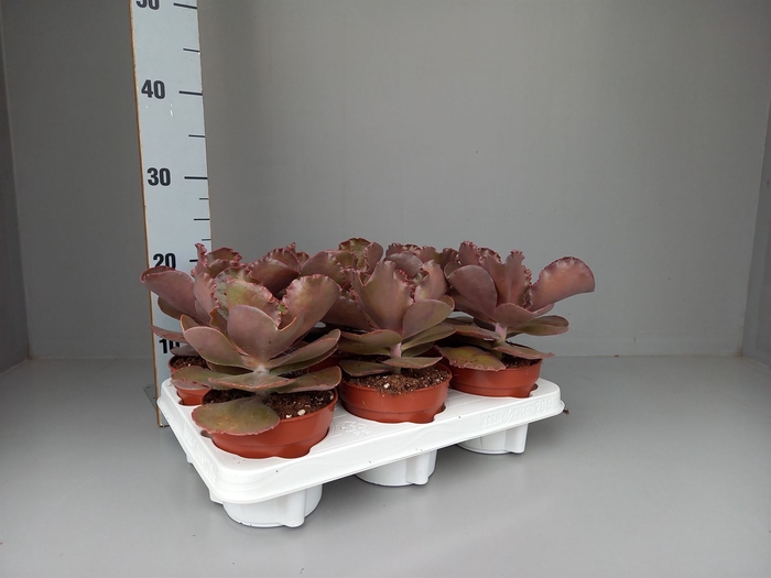 Echeveria   ...mix