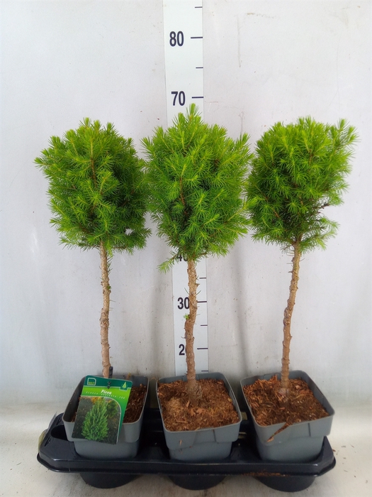 <h4>Picea glauca 'Perfecta'</h4>
