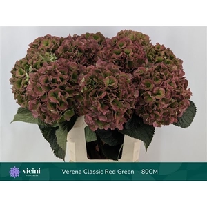 Hydr Verena Red Green Full Classic 80 cm Vicini