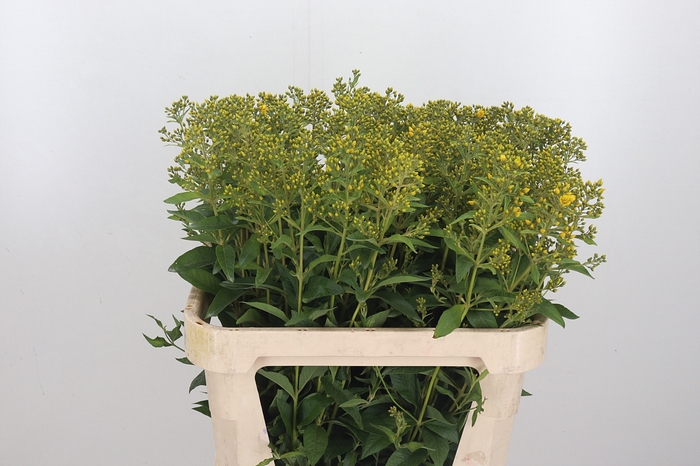 <h4>Lysimachia Vulgaris</h4>